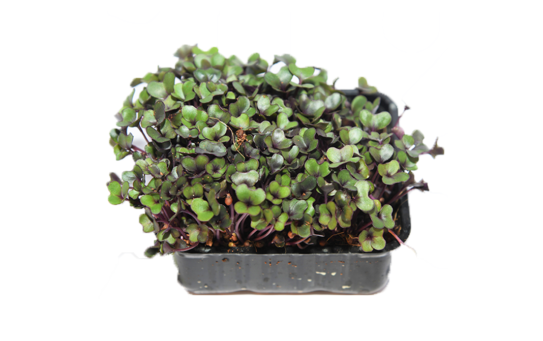 Simply Fresh Red Cabbage-MH    Box  1 pcs